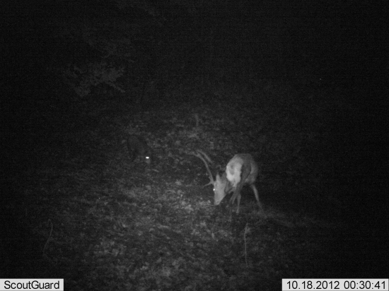 Jeleň bohužial len s troma nohami :/