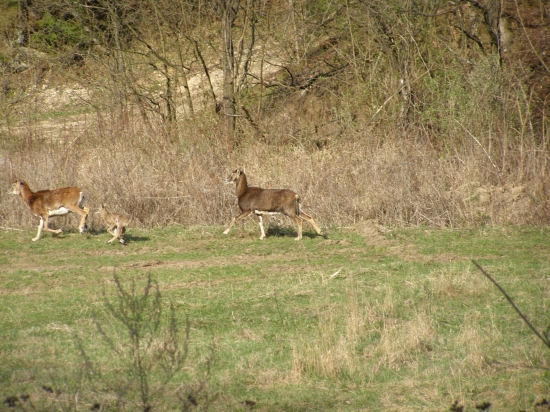 muflónky na úteku