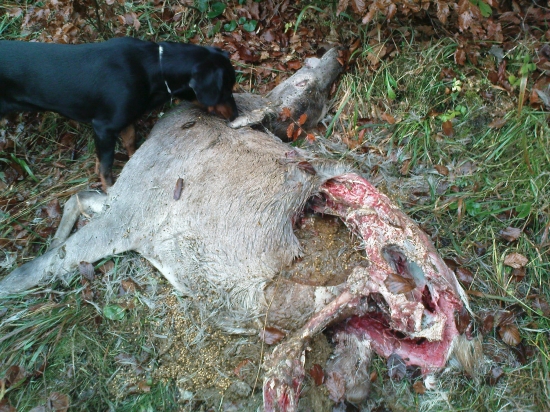 hlásila ako o život