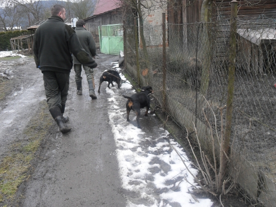 diviačiky tešte sa