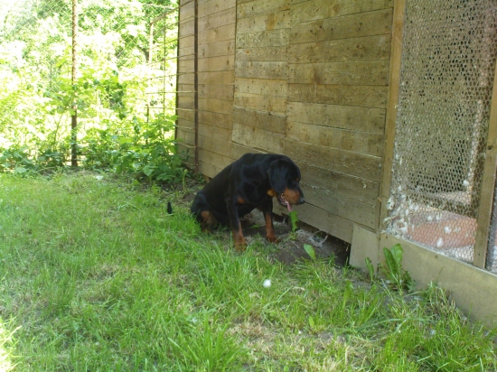 na postriežke za ježkom