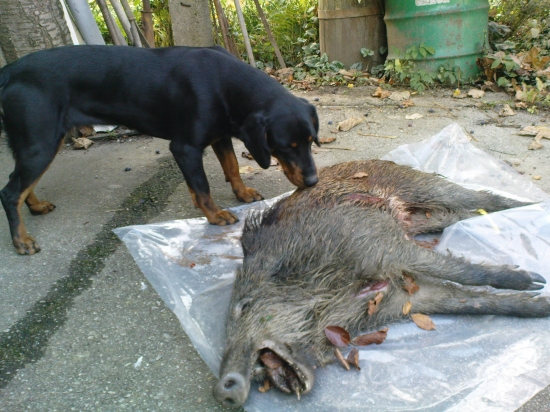 diviak s ustrelenou čeľusťou