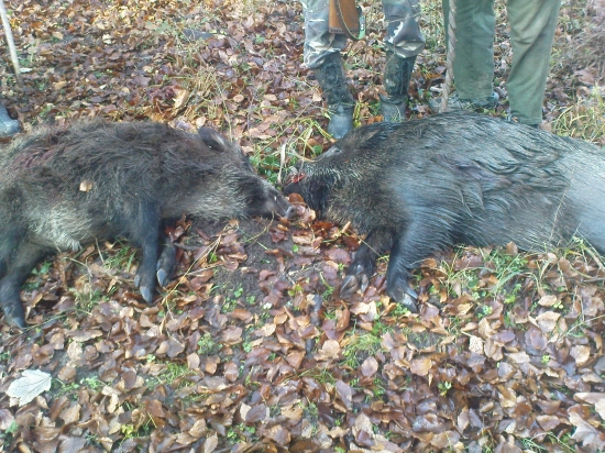 úlovky z novembrovej soboty