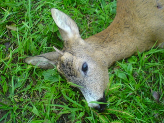 srnček s jedným parožkom