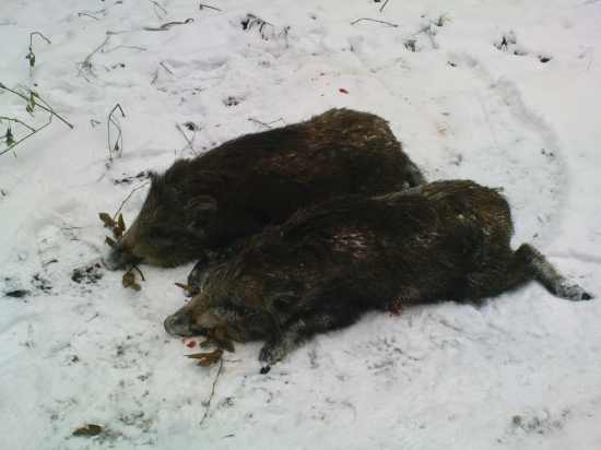 Na Štefana lovil Štefan