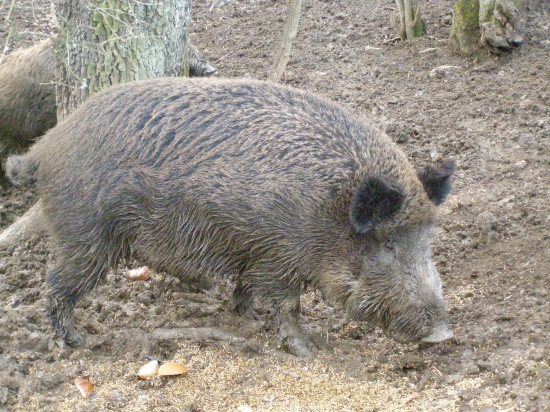 diviačica Zuzka