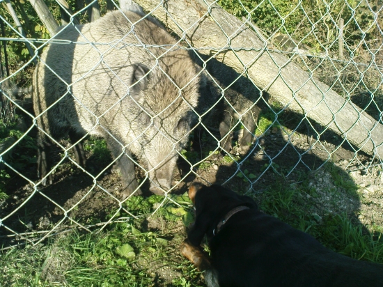 skúšanie mladého psa