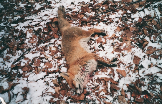 líška zo spoločnej poľovačky