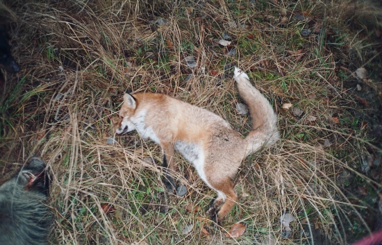 a prišla aj líška