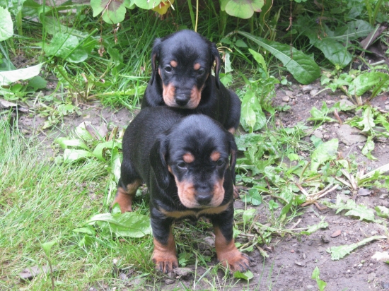 dnes máme 4 týždne