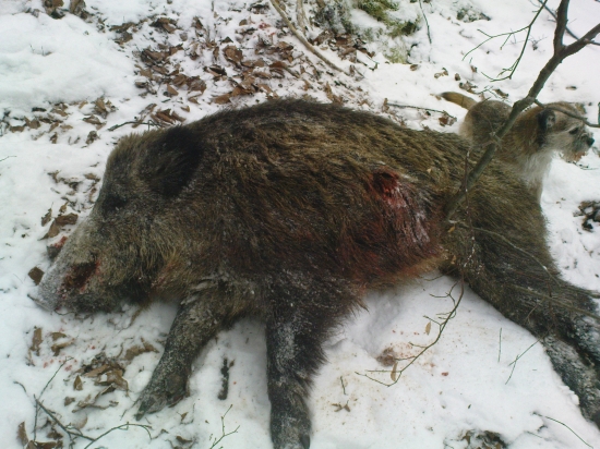 a ešte jeden diviačik