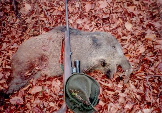 diviačik mal ustrelenú čeľusť