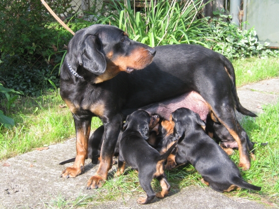 každé už v novom domove