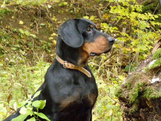 na prechádzke v strážove