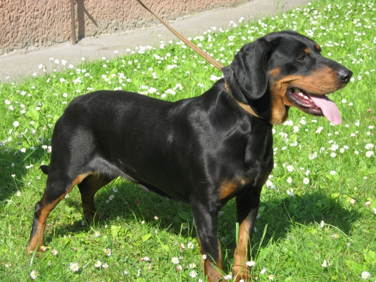 Orka Morské Oko - skúšky duričov I.cena 208b