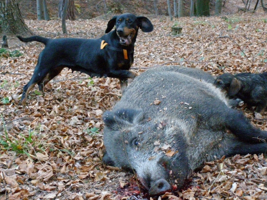 sučku niesli na rukách