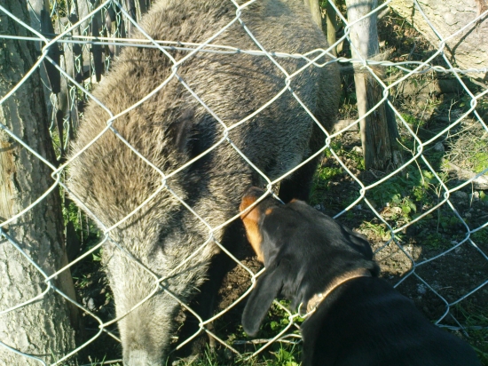 z výcviku mladého kopova