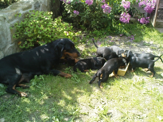 keď sa učili papať