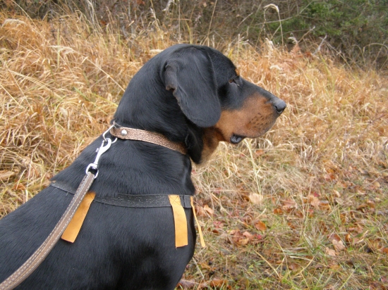 pred začiatkom pohonu