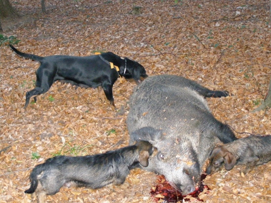 pekná spolupráca psíkov