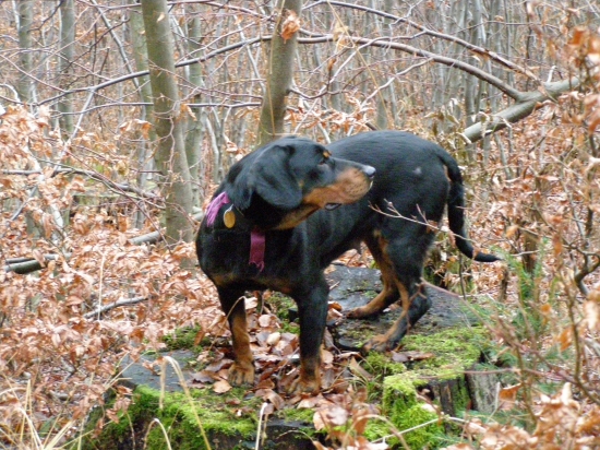 prasiatka dnes neboli