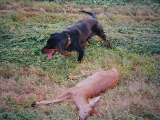 ... po dohľadaní srnčaťa...