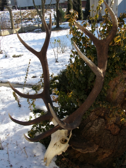 z našich lepších jeleňov