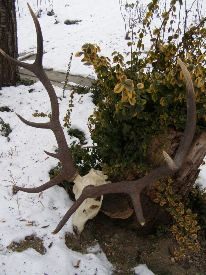 nepravidelný desatorák-dosiahol na bronz