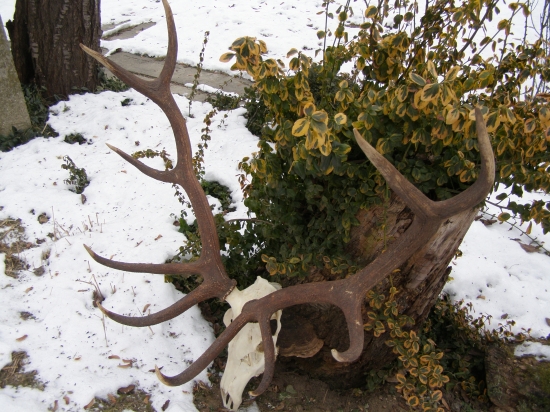 desatorák -  hodnotený striebornou medailou