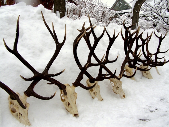 ... naše medailové paroháče...