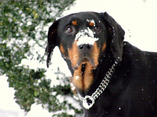 ... keď bol sneh aj na nose...