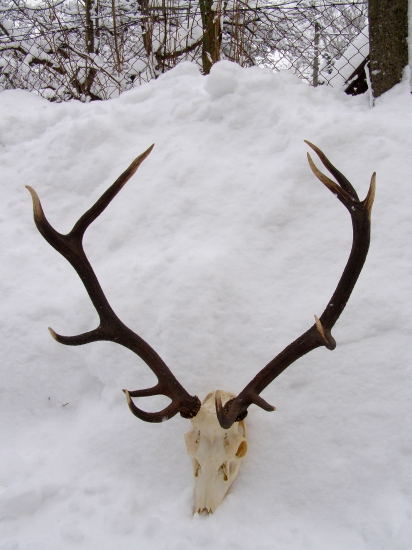 ... 15 ročný starouš...