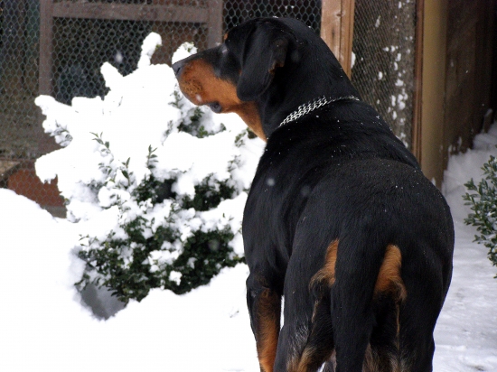 ...vážne zahľadenie kopovky...