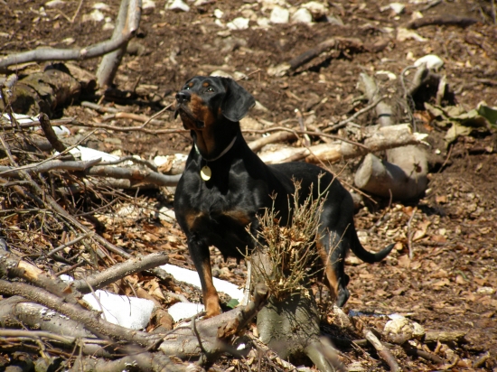 ... na vychádzke v rúbanisku ...