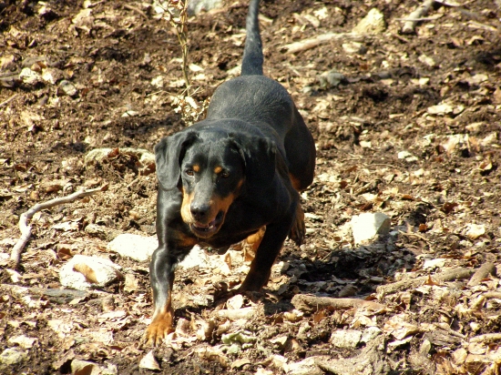 ...keď kopova už nič nezastaví - vpustenie do obory...
