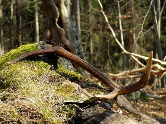 ...vidlicový šestorák...