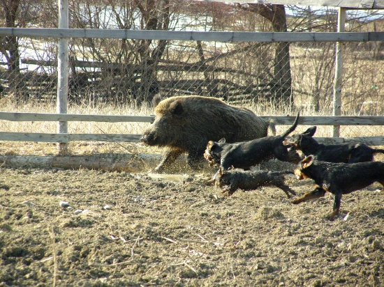 ...kanec a svorka...