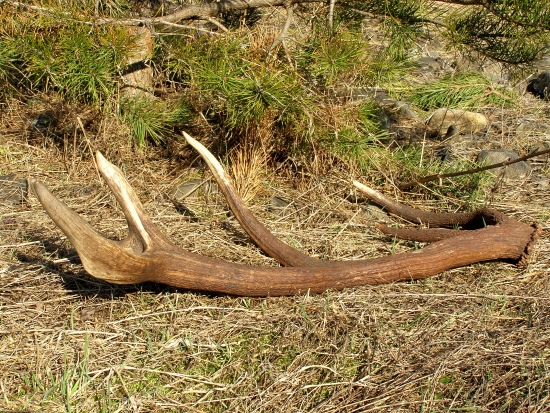 ...zase troška šťastia a mám ho...