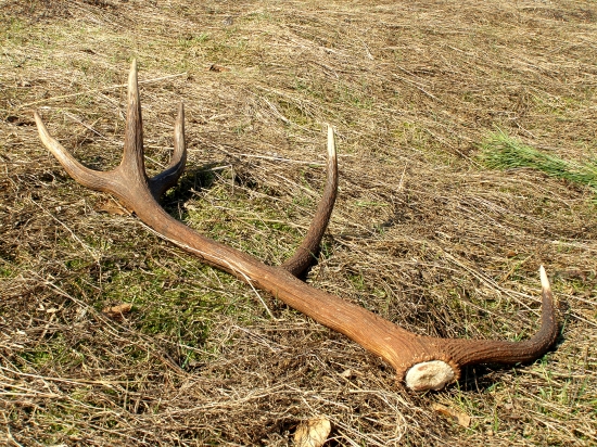 ...keď to ide tak to ide...