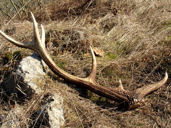 ...svetlý dvanástorák...