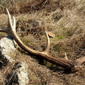 ...svetlý dvanástorák...