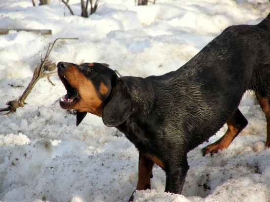 ...keď hlas kopova horou znie...