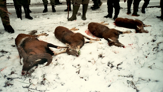 ...pri tlmení stavov muflónej zveri...