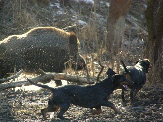 ...keď išli po ňom ako po údenom...