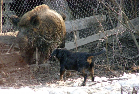 ...tesne pred útokom kanca...