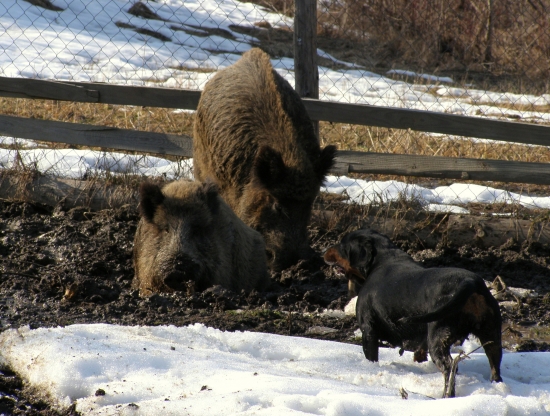 ...lenivé uležané prasce...