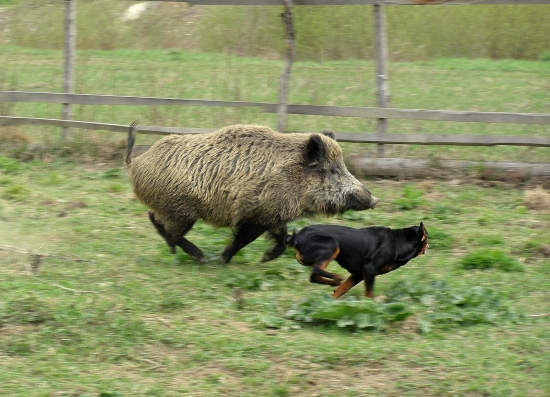 ...kopov s diviakom v akcii...