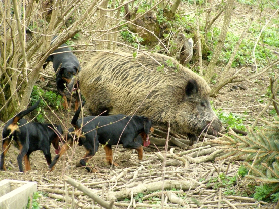 ...v obkľúčení svorky...