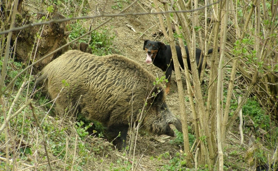 ...keď kopov ani diviak už nevládali...
