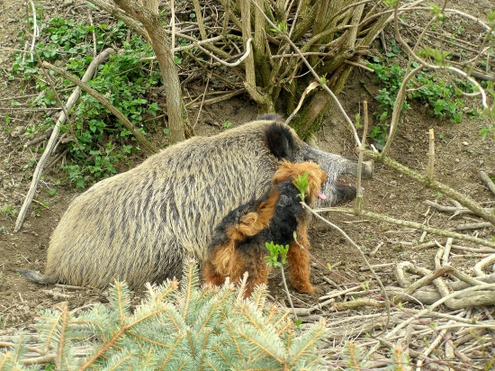 ...foto pre priaznivcov welshterrierov...